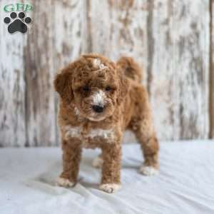 Opal, Mini Goldendoodle Puppy